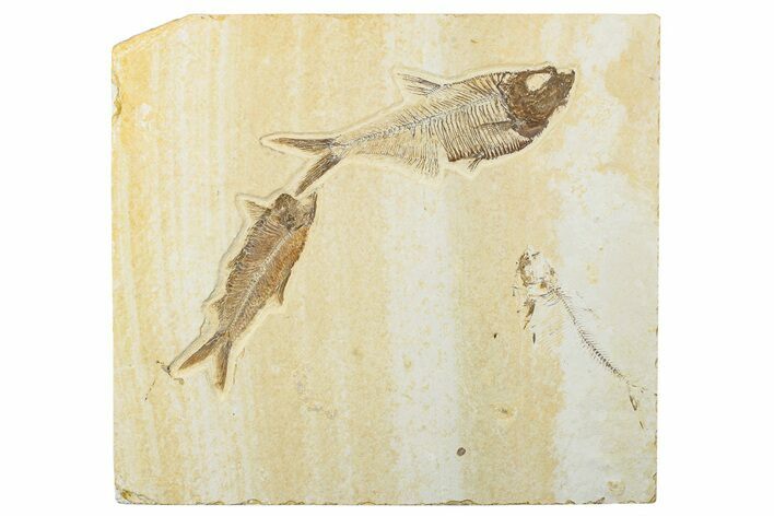 Multiple Fossil Fish Plate (Diplomystus & Knightia) - Wyoming #244189